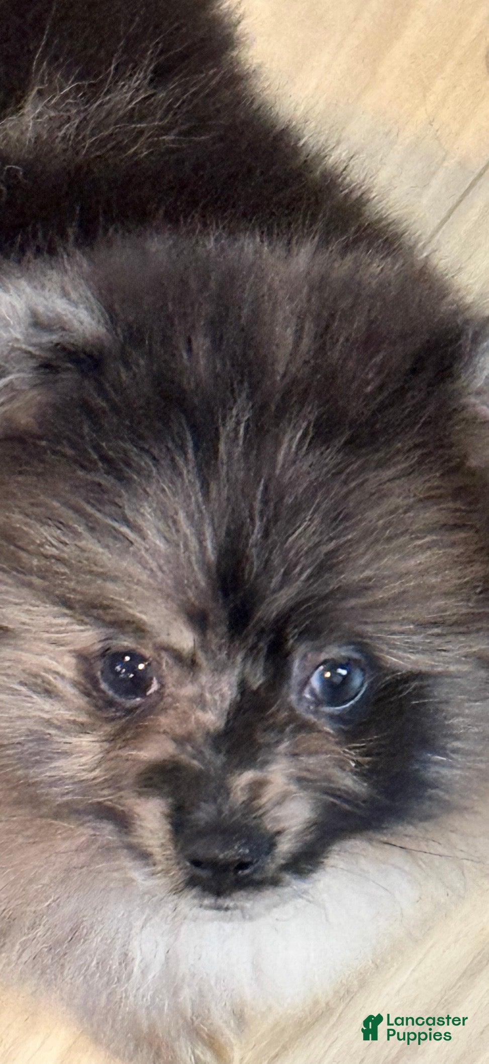 Pomeranian dogs Waylon  - Ad 1