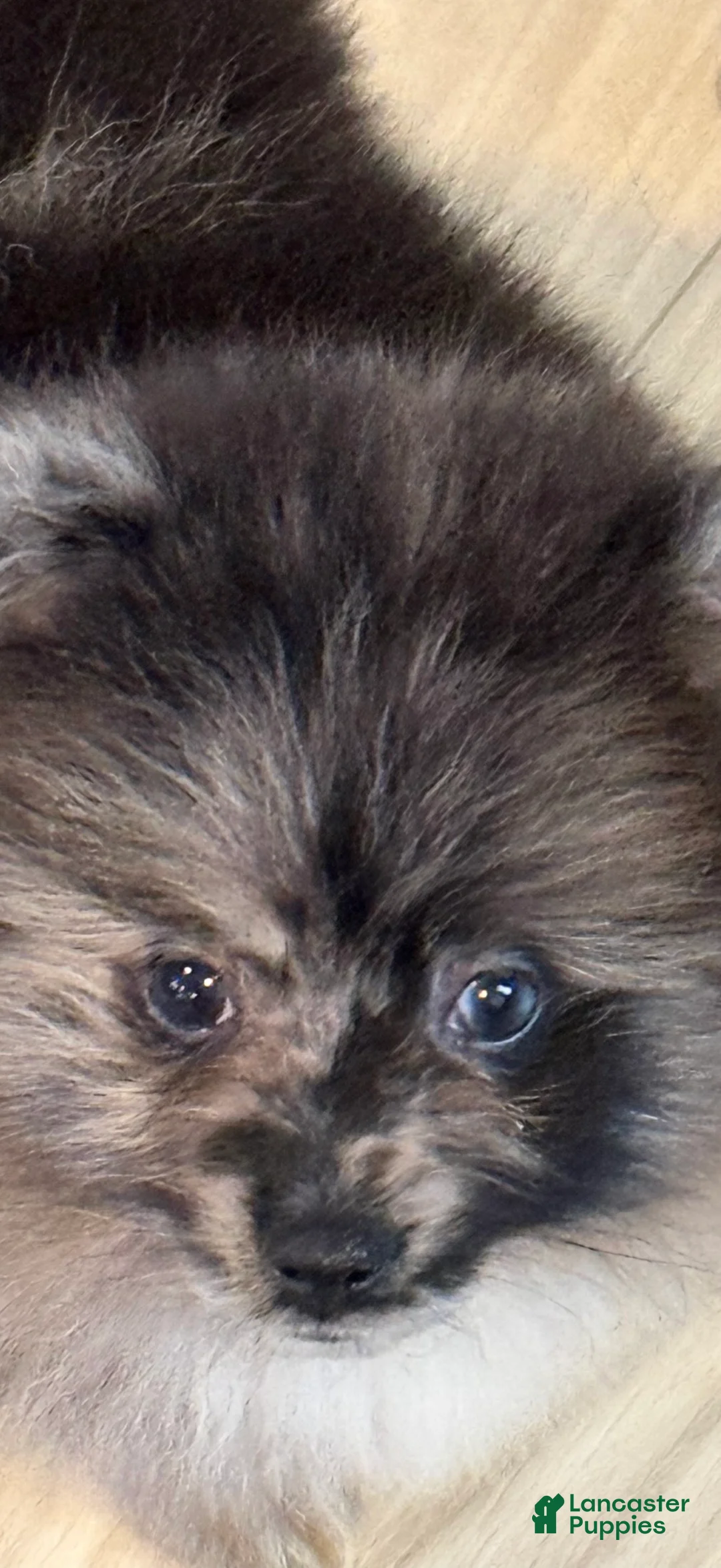 Pomeranian dogs for sale: Waylon  - Ad 1