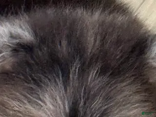 Pomeranian dogs for sale: Waylon - Ad 2