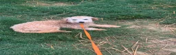 Miniature Poodle dogs for sale: Miniature Poodle Puppy 4 - Ad 3