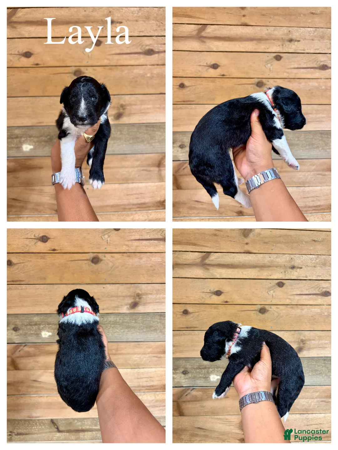 Mixed Breed dogs for sale: Layla - Ad 2
