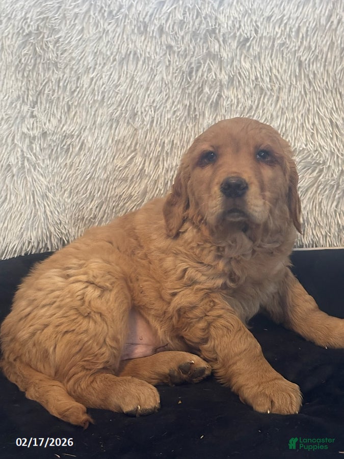 Golden Retriever dogs Derrick - Ad 1