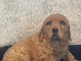 Golden Retriever dogs for sale: Derrick - Ad 3