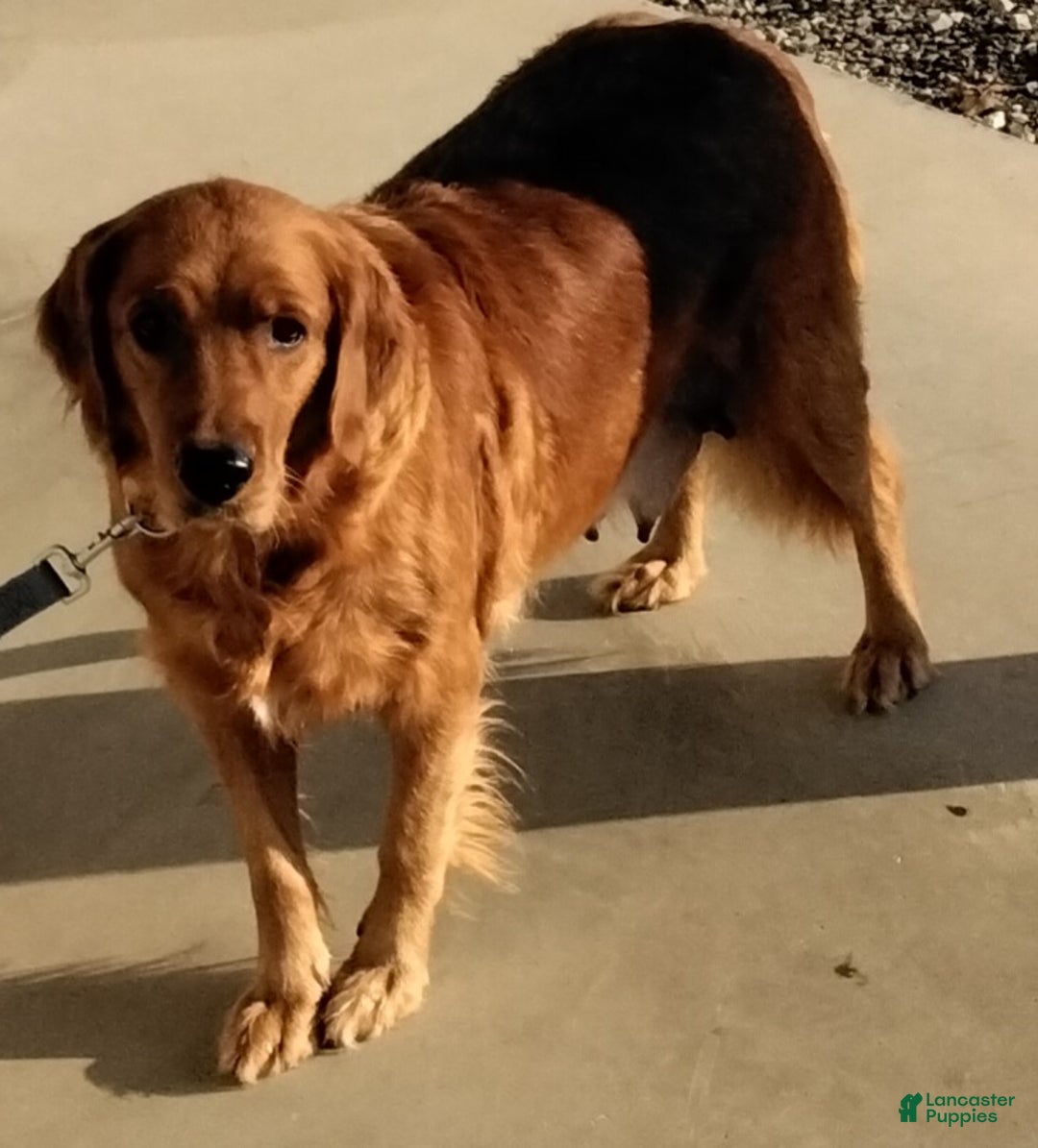 Goldendoodle dogs for sale: Bella - Ad 5