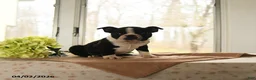 Boston Terrier dogs for sale: Hannah - Ad 5
