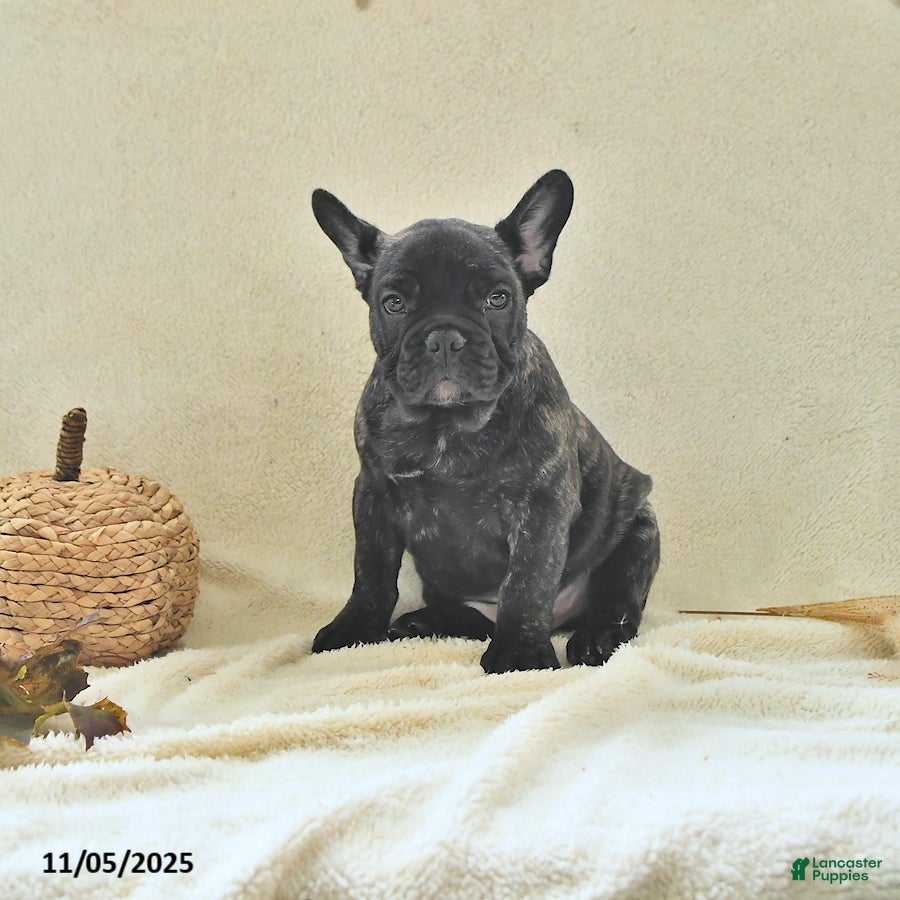 French Bulldog dogs Boone - Ad 22