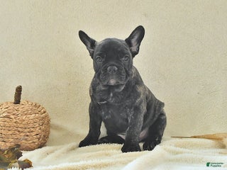 French Bulldog dogs Boone - Ad 1