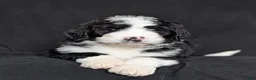 Bernedoodle dogs for sale: Cali - Ad 21