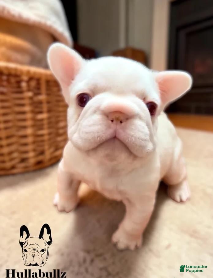 French Bulldog dogs Molly - Ad 39