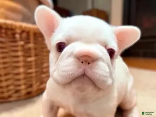 French Bulldog dogs Molly - Ad 39