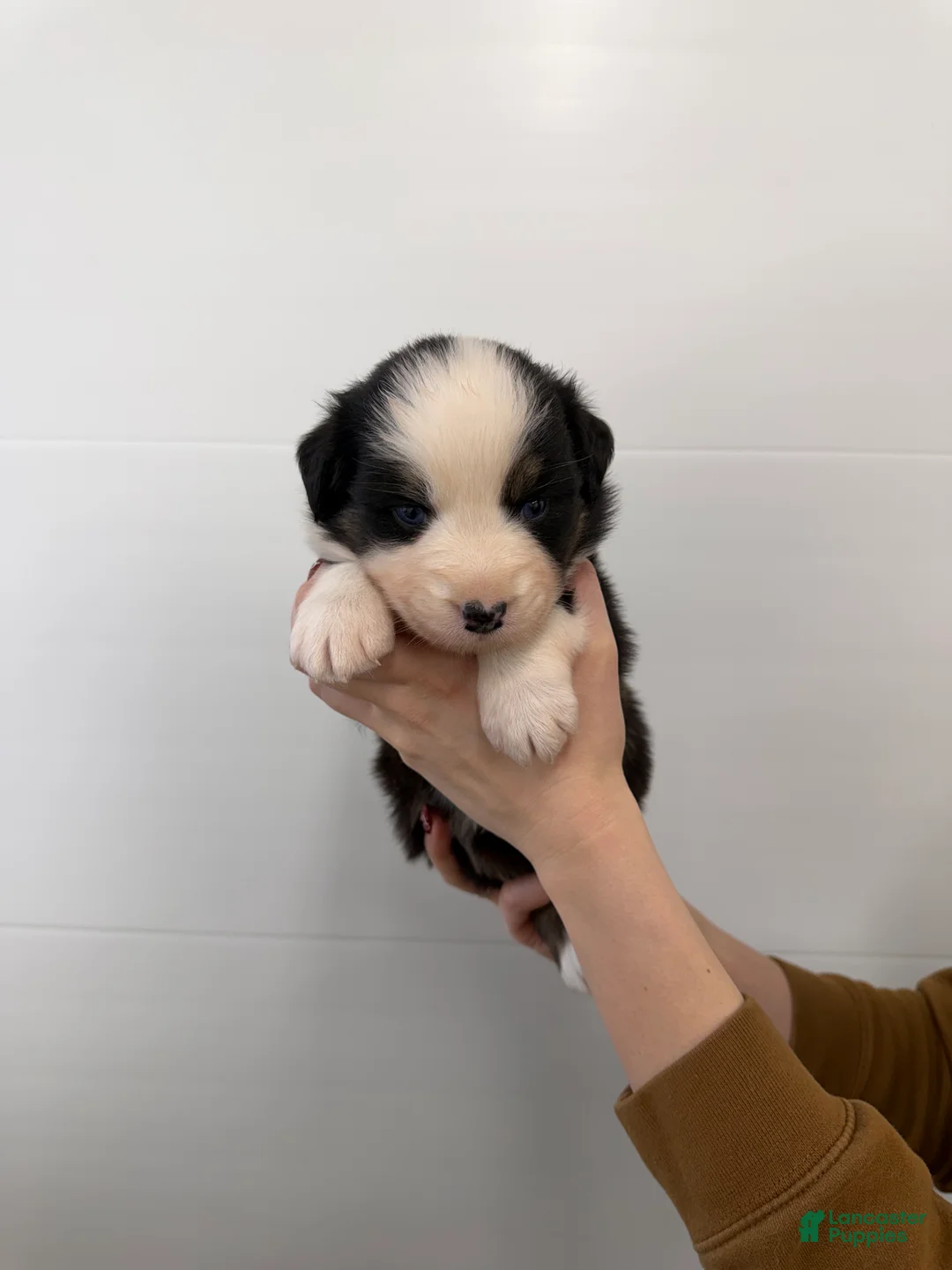 Australian Shepherd dogs for sale: Rip - Ad 1