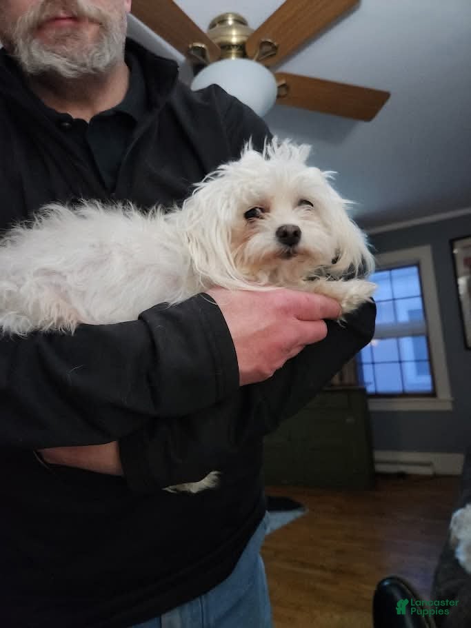 Maltese dogs Sophie  - Ad 2