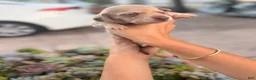 Miniature Dachshund dogs for sale: Miniature Dachshund 5 - Ad 3
