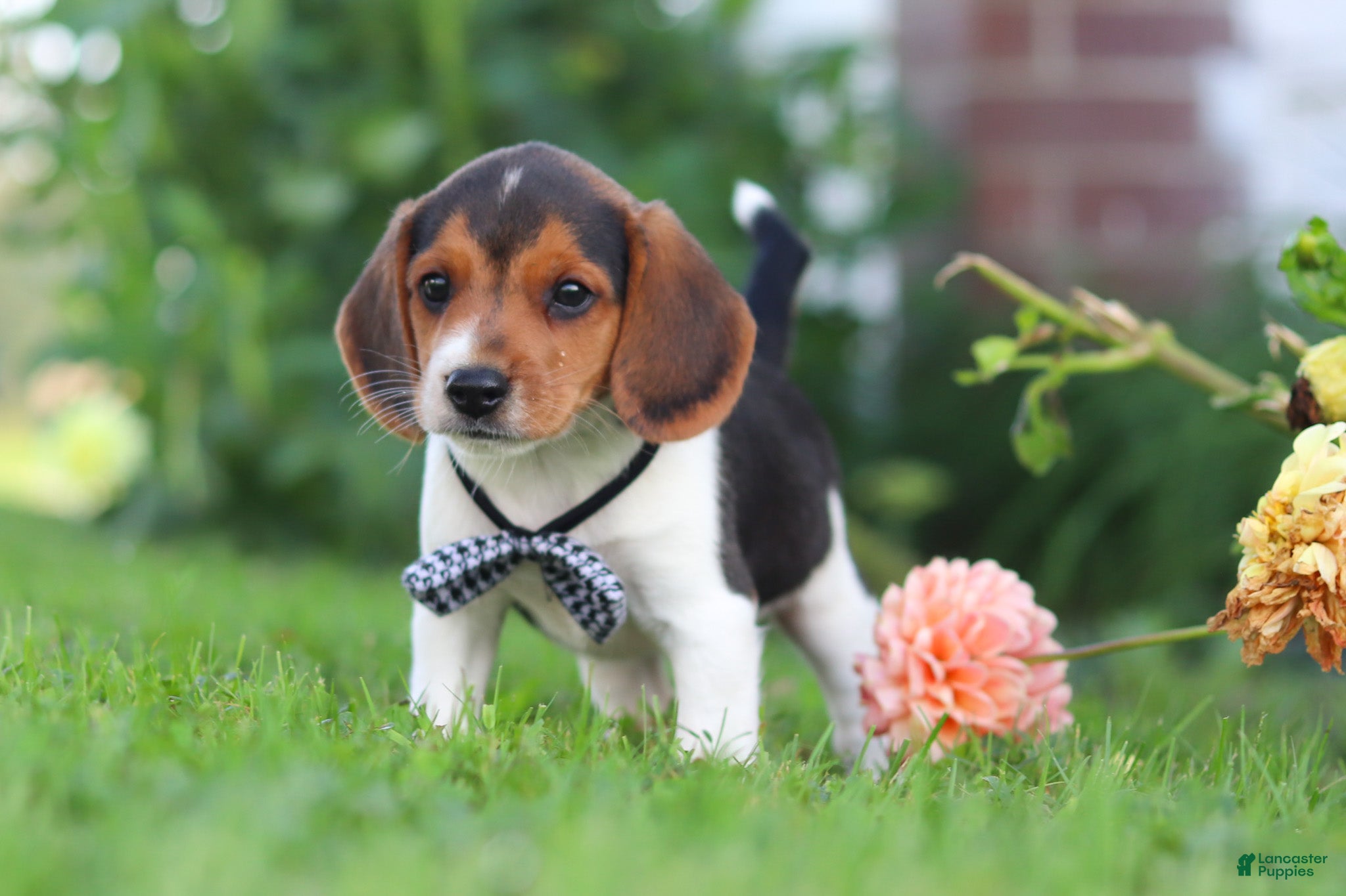 Beagle dogs Enzo - Ad 2