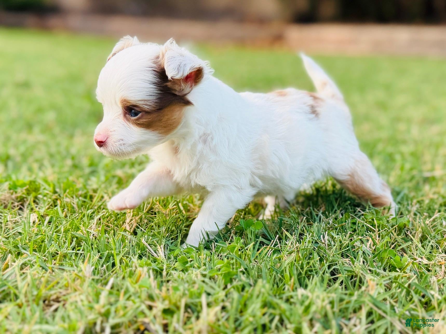 Toy Australian Shepherd dogs for sale: Daisy - Ad 1