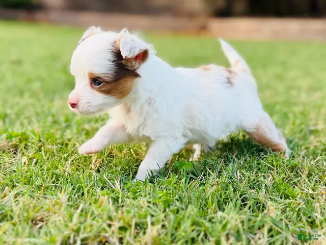 Toy Australian Shepherd dogs for sale: Daisy - Ad 1