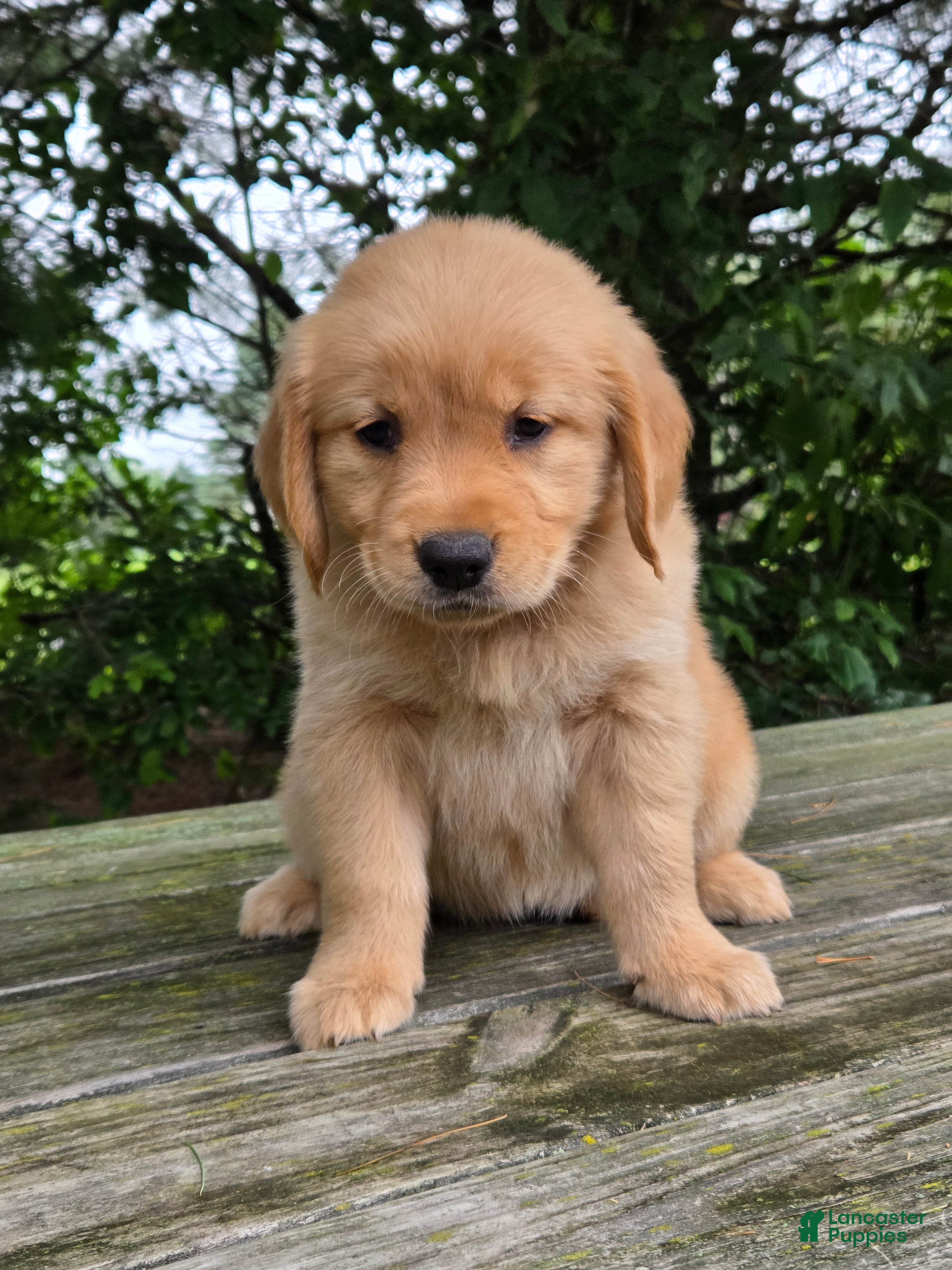 Golden Retriever dogs Puddin' - Ad 1