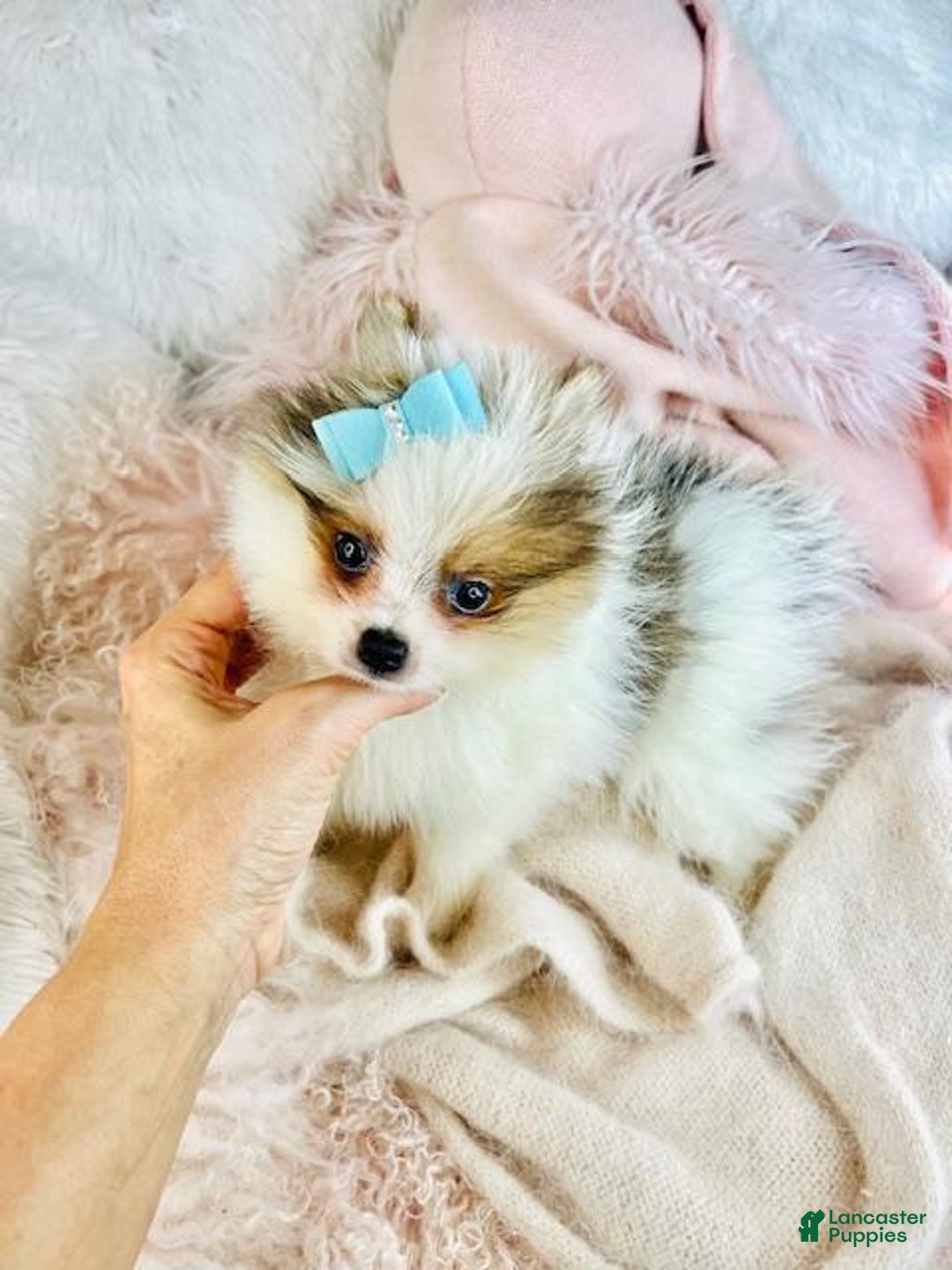 Pomeranian dogs for sale: Pomeranian Puppy 2 - Ad 1