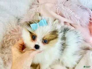 Pomeranian dogs Pomeranian Puppy 2 - Ad 27