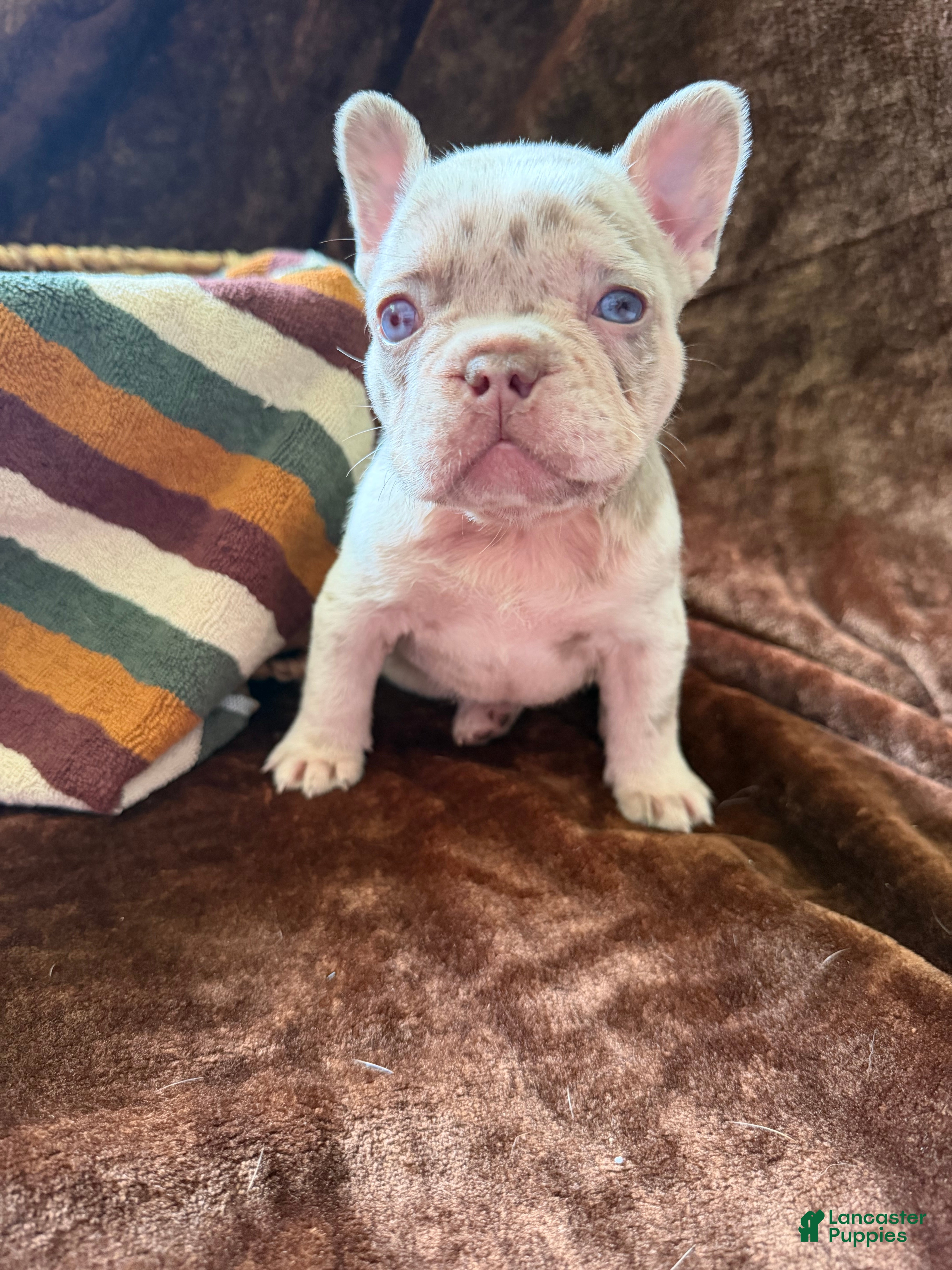 French Bulldog dogs Addie - Ad 1