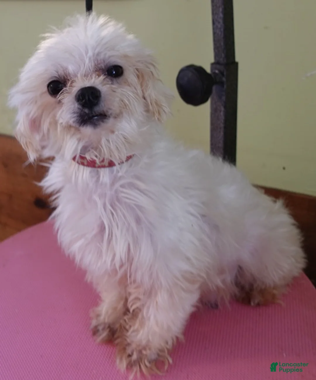 Maltese dogs for sale: Lila  - Ad 1