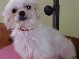 Maltese dogs Lila - Ad 7