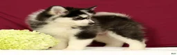 Pomsky dogs for sale: Orlando - Ad 5