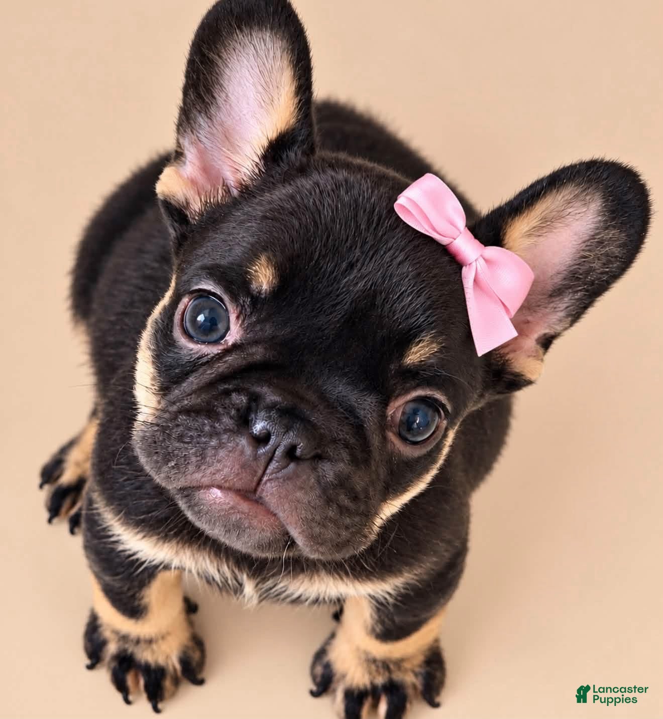 French Bulldog dogs for sale: Chocolate & Tan Girl - Ad 1