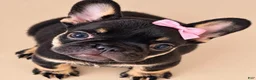 French Bulldog dogs for sale: Chocolate & Tan Girl - Ad 1