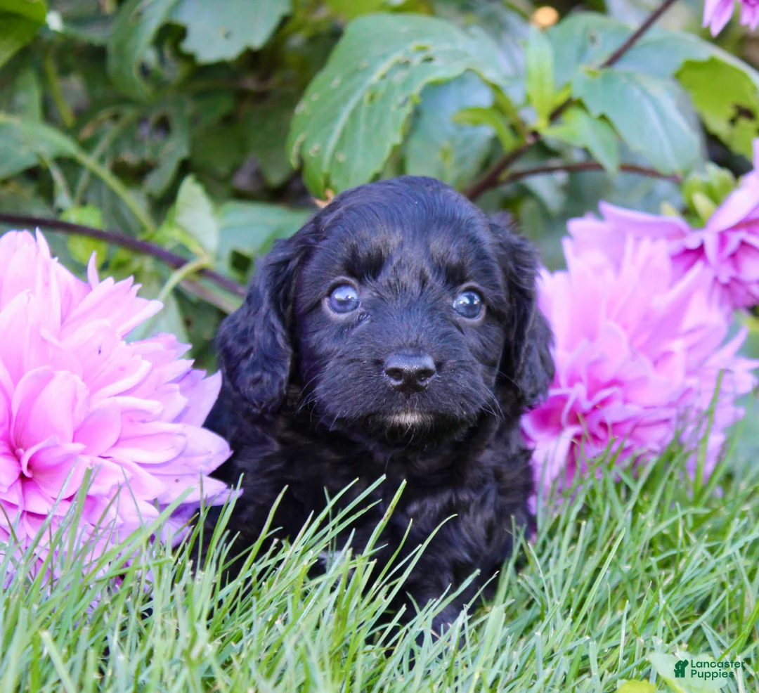 Cavapoo dogs for sale: Fifi Female Cavapoo - Ad 2