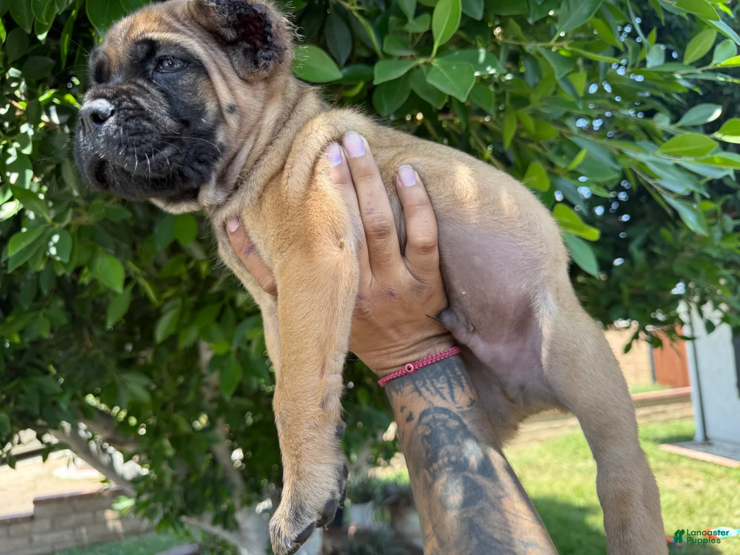 Cane Corso dogs for sale: Puppy 2 - Ad 2