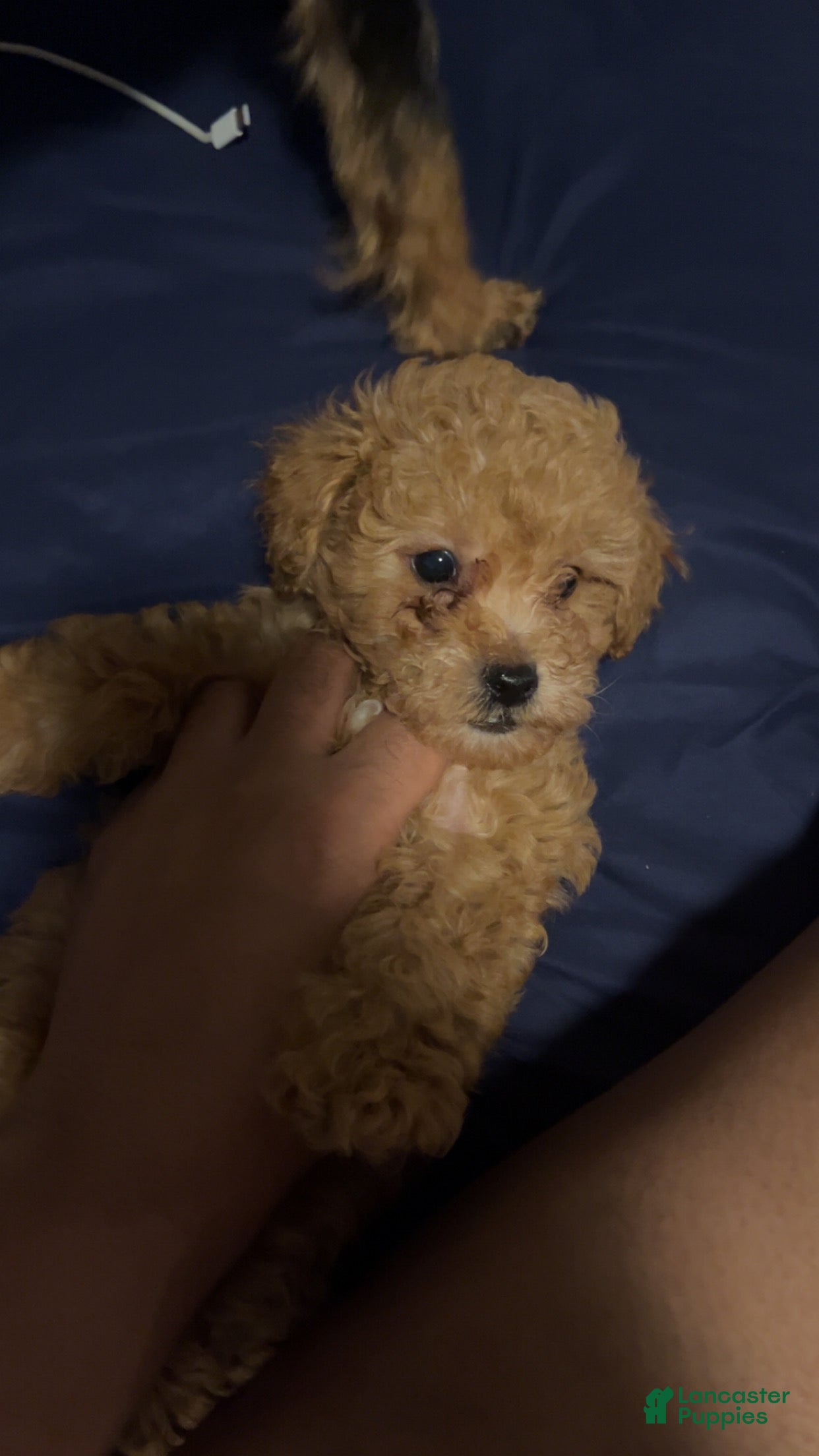 Toy Poodle dogs Toy Poodle Puppy 1 - Ad 2