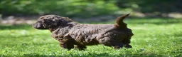 Portuguese Water Dog dogs for sale: Magnolia - Ad 11