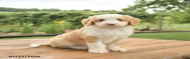 Zippy