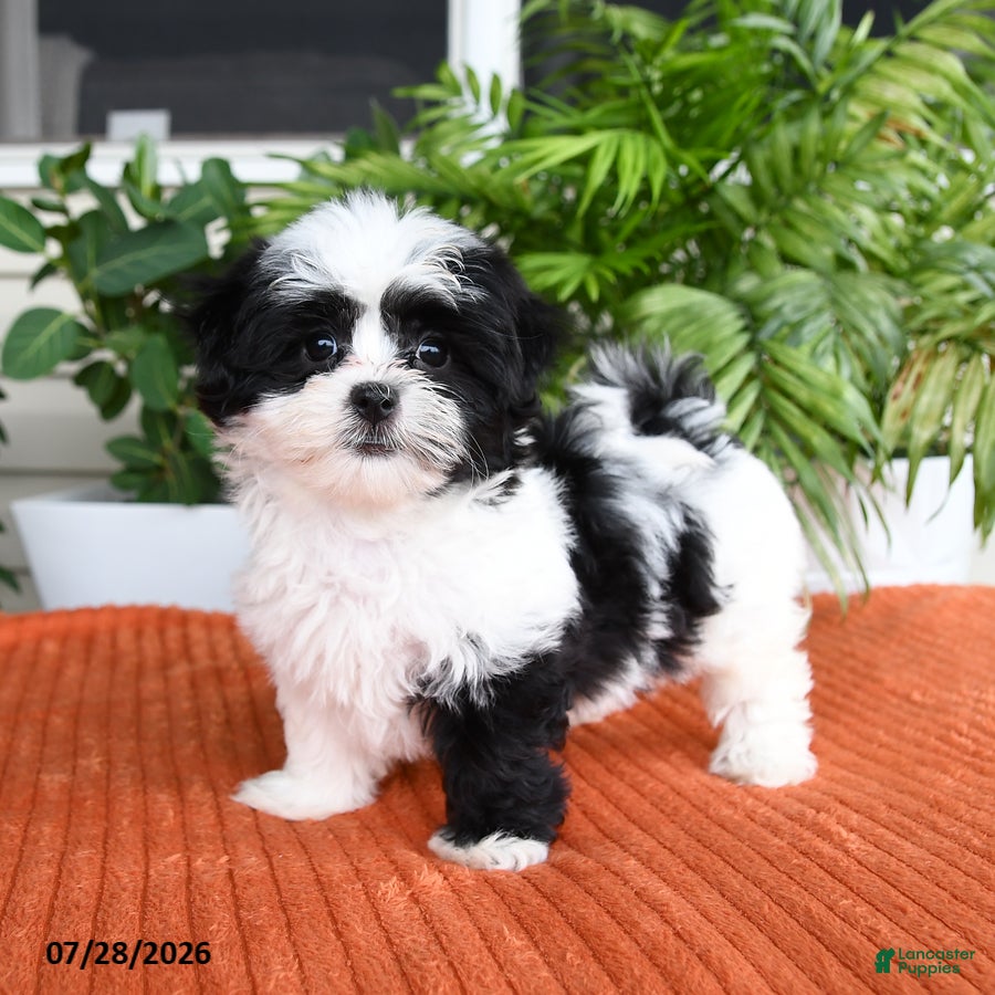 Malshi dogs Heather - Ad 2