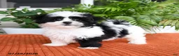 Malshi dogs for sale: Heather - Ad 2