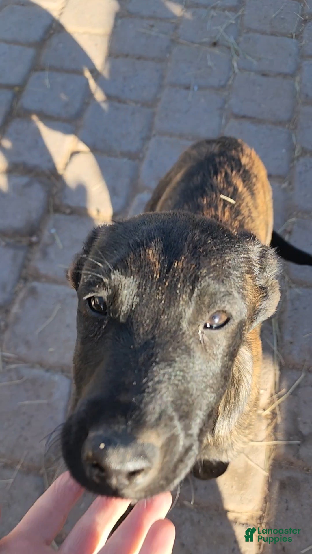 Dutch Shepherd dogs Dutch brindle F - Ad 7