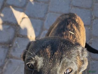 Dutch Shepherd dogs Dutch brindle F - Ad 7