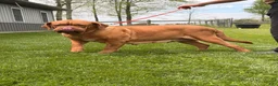 Dogue De Bordeaux dogs for sale: Keila - Ad 5
