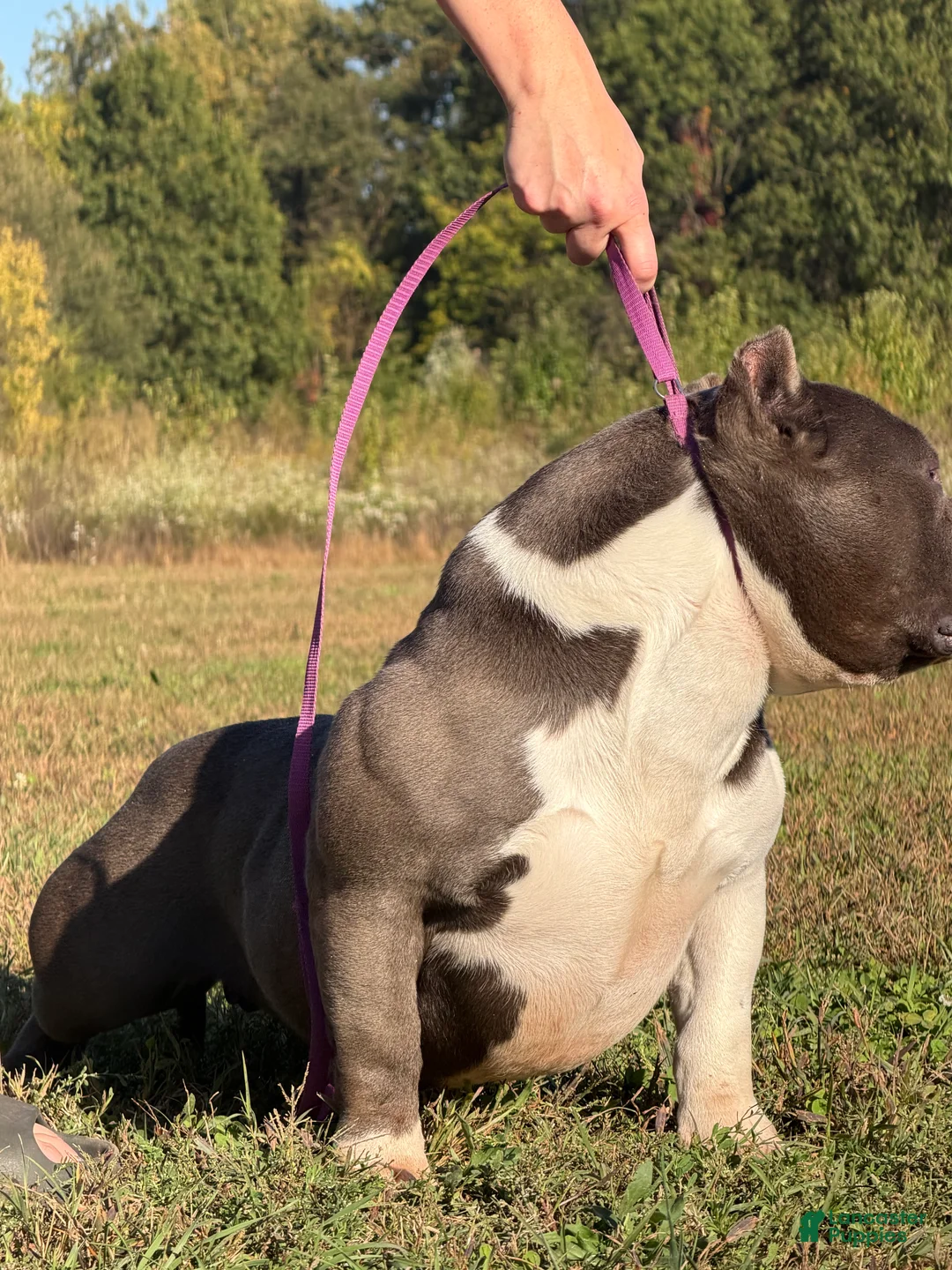 American Bully dogs for sale: Jenson - Ad 2