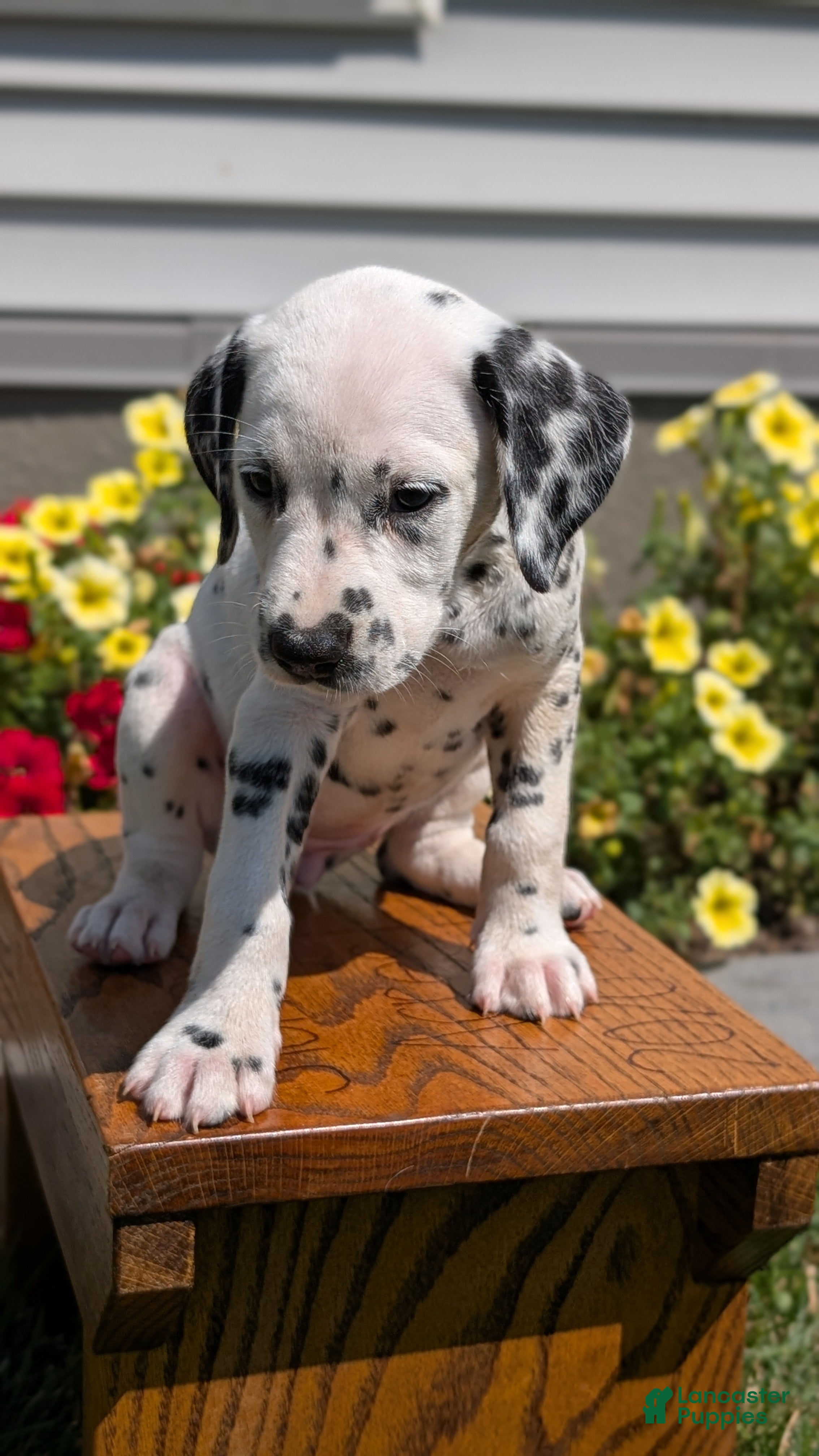 Dalmatian dogs Chloe - Ad 2