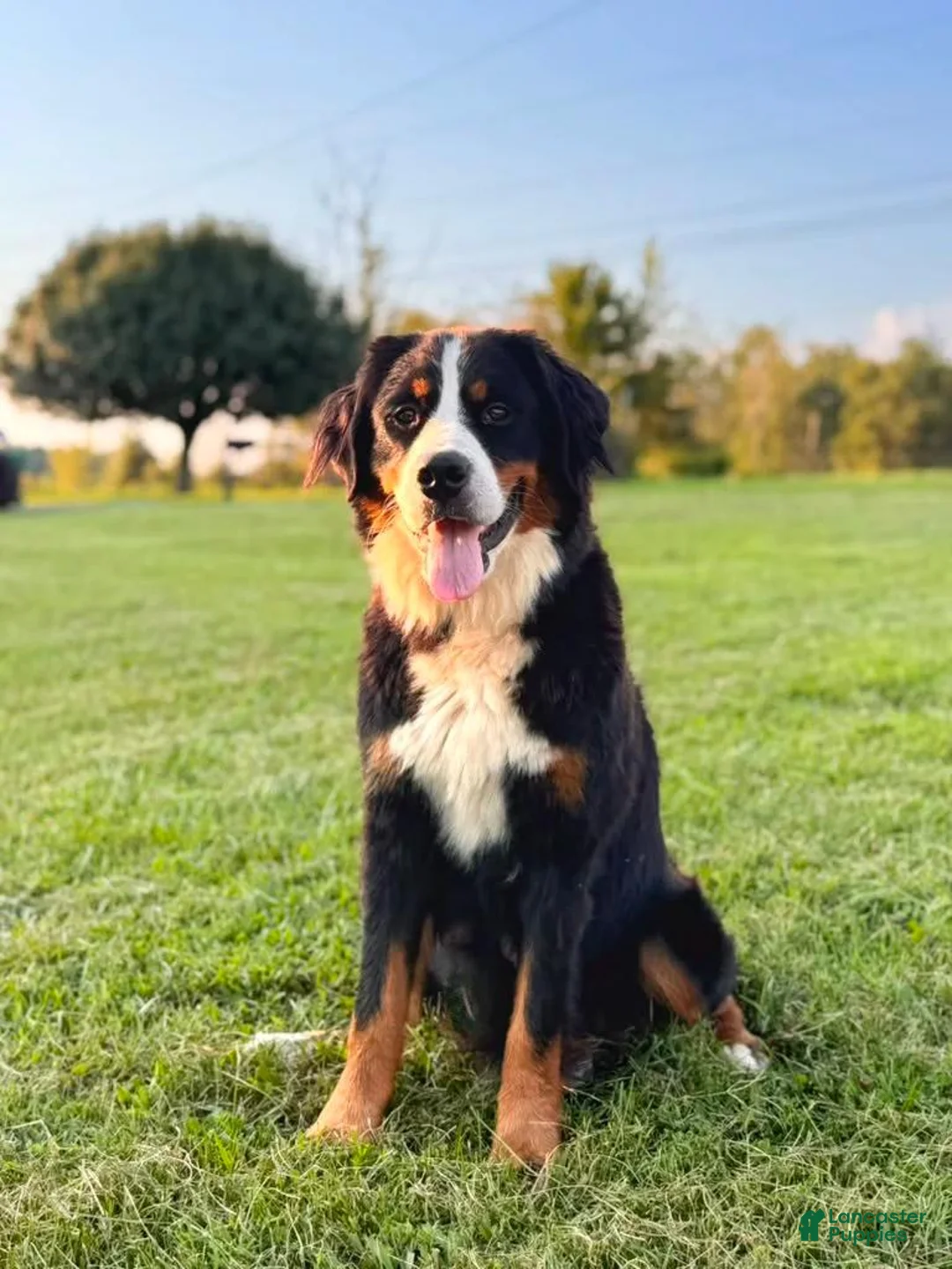 Bernedoodle dogs for sale: Charlotte - Ad 3