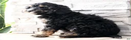Mini Bernedoodle dogs for sale: Duke - Ad 7