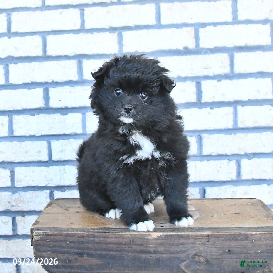 Pomeranian dogs Champ  - Ad 1