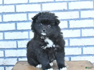 Pomeranian dogs for sale: Champ - Ad 2