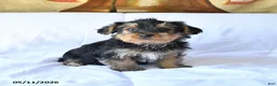 Yorkshire Terrier dogs for sale: Drake - Ad 4