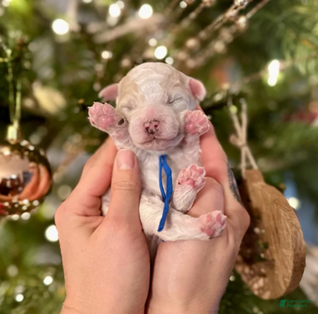 Miniature Poodle dogs for sale: George Harrison - Ad 5