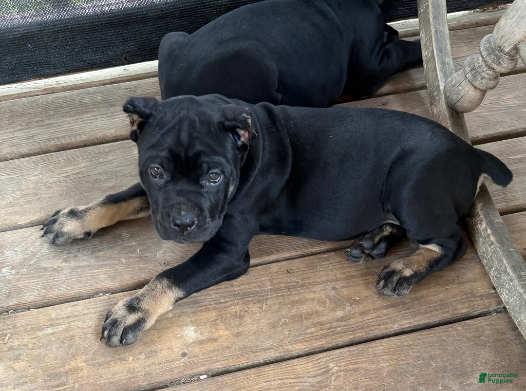 Cane Corso dogs for sale: Marceline  - Ad 1