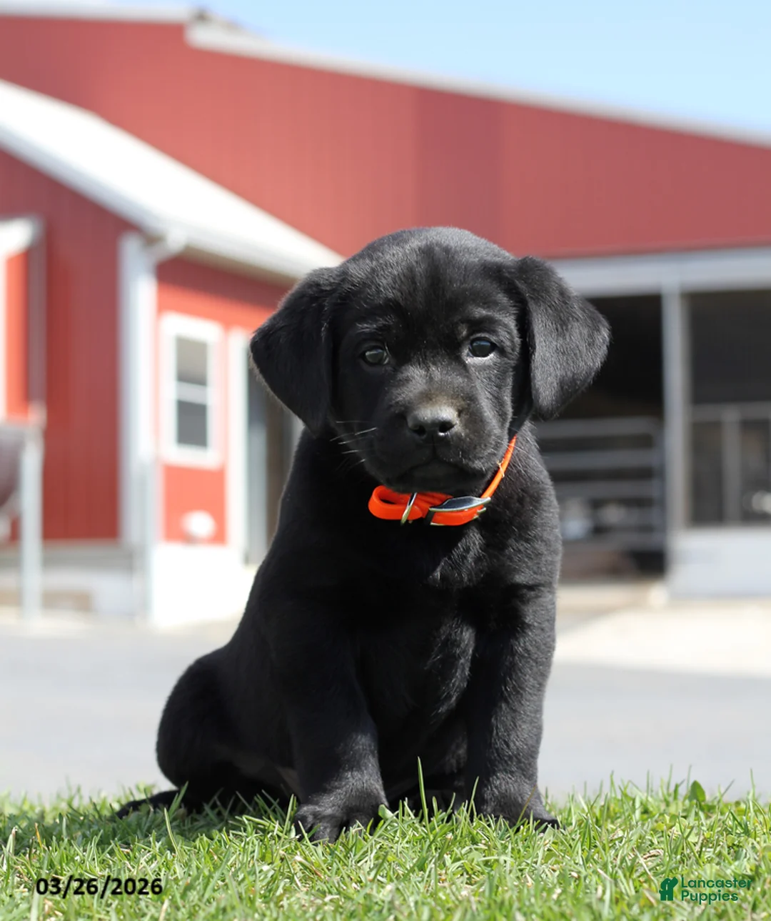 Labrador Retriever dogs for sale: Biscuit - Ad 1