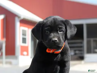 Labrador Retriever dogs for sale: Biscuit - Ad 4